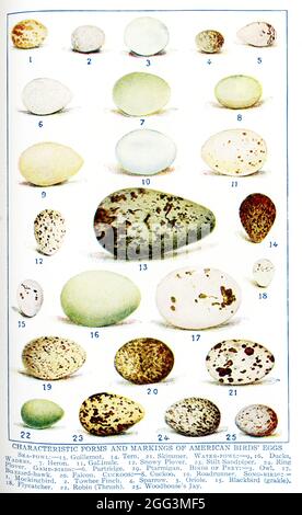 This 1917 illustration shows the Characteristic Forms and Markings of American Birds' Eggs. They are, from left to right, too to bottom: SEA FOWL: 13. Guillemot, 14. Tern, 21. Skimmer.  WATER-FOWL: 9, 16. Ducks; WADERS: 7. Heron, 11. Gallinule, 12, Snowy Plover, 23. Stilt Sandpiper, 24. Ring Plover; GAME BURDS: 6. Partridge, 1`9. Ptarmigan.  BIRDS OF PREY: 3. Owl, 17. Buzzard-Hawk, 20 Falcon.  CUCKOOS: 8 Cuckoo, 10. Roadrunjner,  SONG BIRDS: 1. Mochingbird, 2. Towbee Finch, 4. Sparrow, 5. Oriole, 15. Blackbird (grackle), 18. Flycatcher, 22. Robin (Thrush), 25. Woodhouse’s Jay.